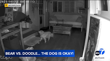 Up-close encounter between bear, dog inside SoCal home caught on video