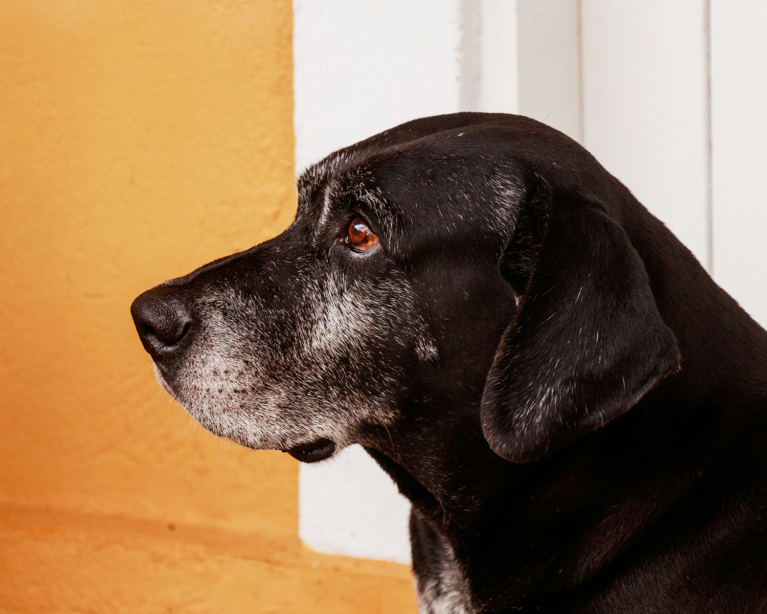 side profile of an older greying labrador dog 