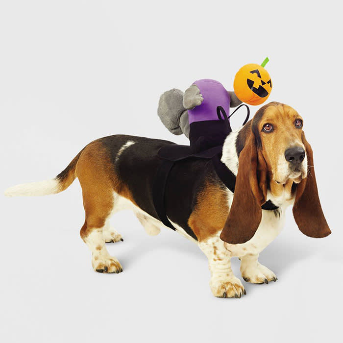 dog in a Headless Horseman costume