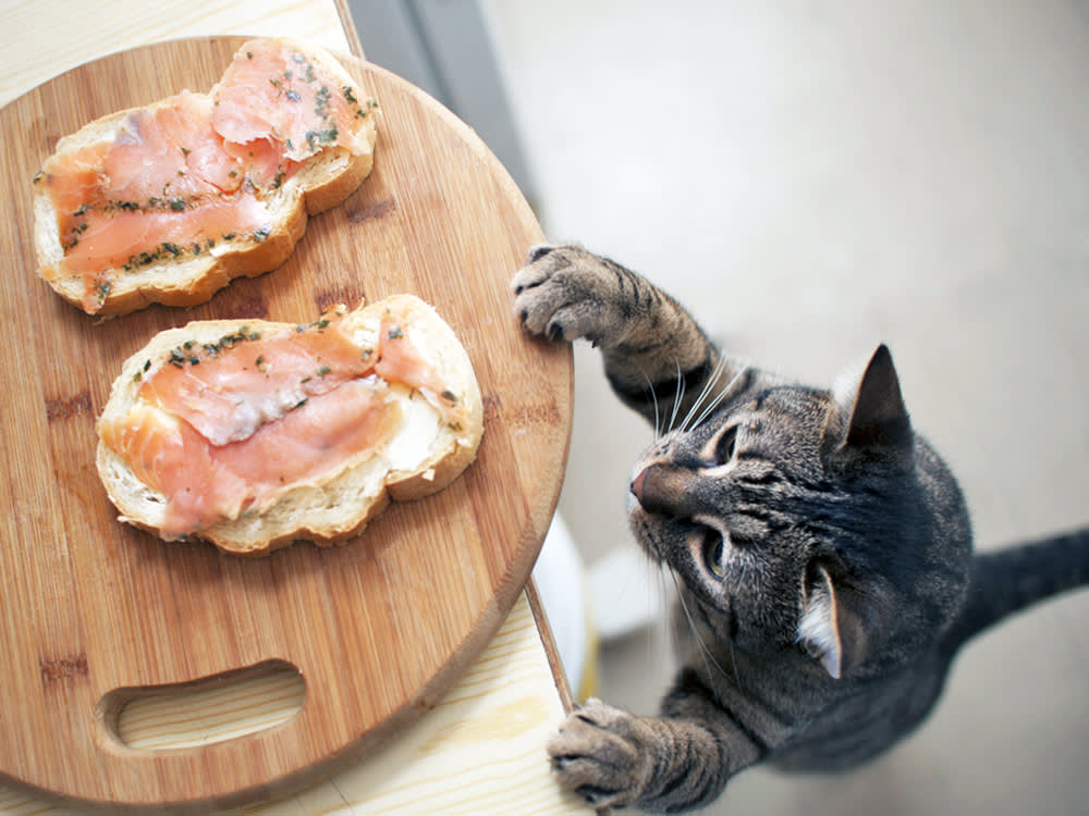 Cat trying to steal breakfast off the counter.