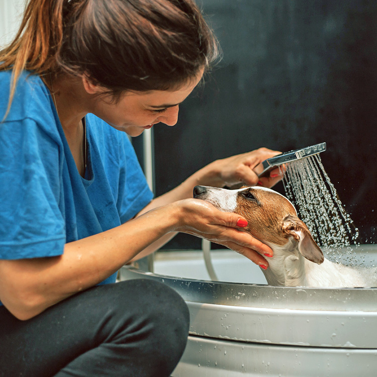 Woman giving her puppy a bath at home.