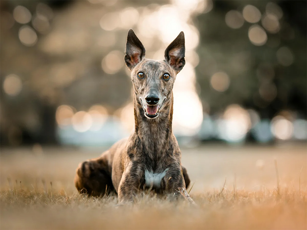 A brown dog sits in a field of brown grass.