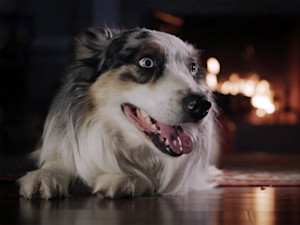 Dog laying down on the floor, panting, at night.