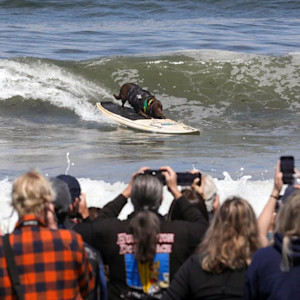 Cacau, a chocolate Labrador from Brazil, took home the "top surf dog" gold medal for herself and her owner, Ivan Moreira, as determined by length of ride, technique, confidence and size or strength of the wave.
