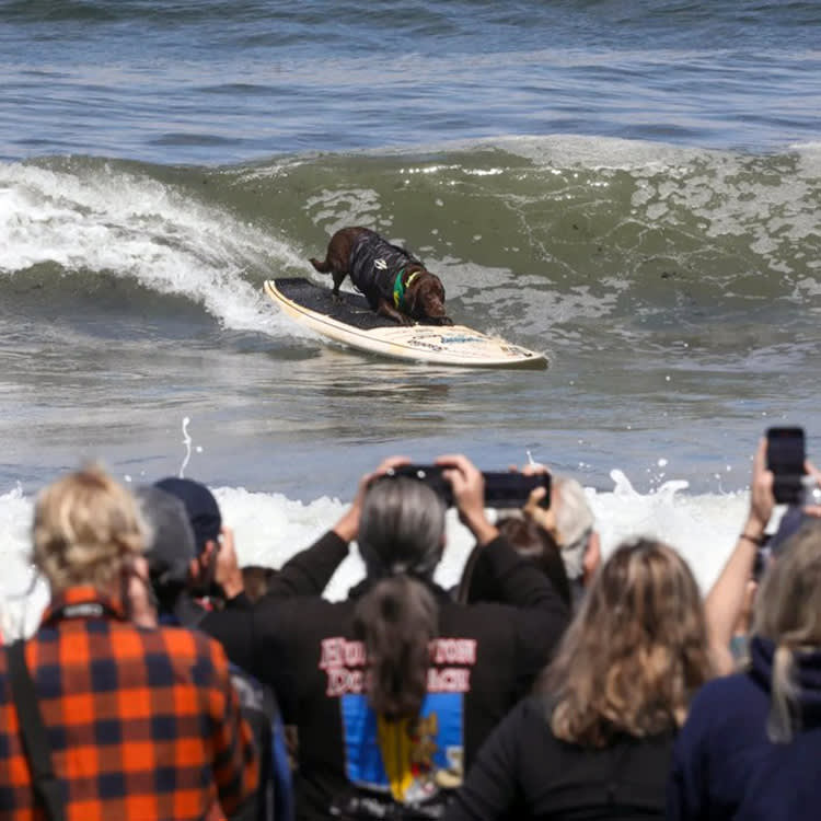 Cacau, a chocolate Labrador from Brazil, took home the "top surf dog" gold medal for herself and her owner, Ivan Moreira, as determined by length of ride, technique, confidence and size or strength of the wave.