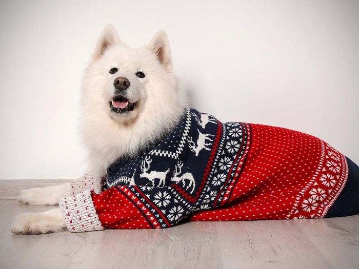 Cute white dog in warm sweater on floor