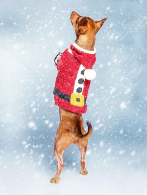 A dog wearing a Christmas santa sweater standing on its hind legs with a snowy background. 