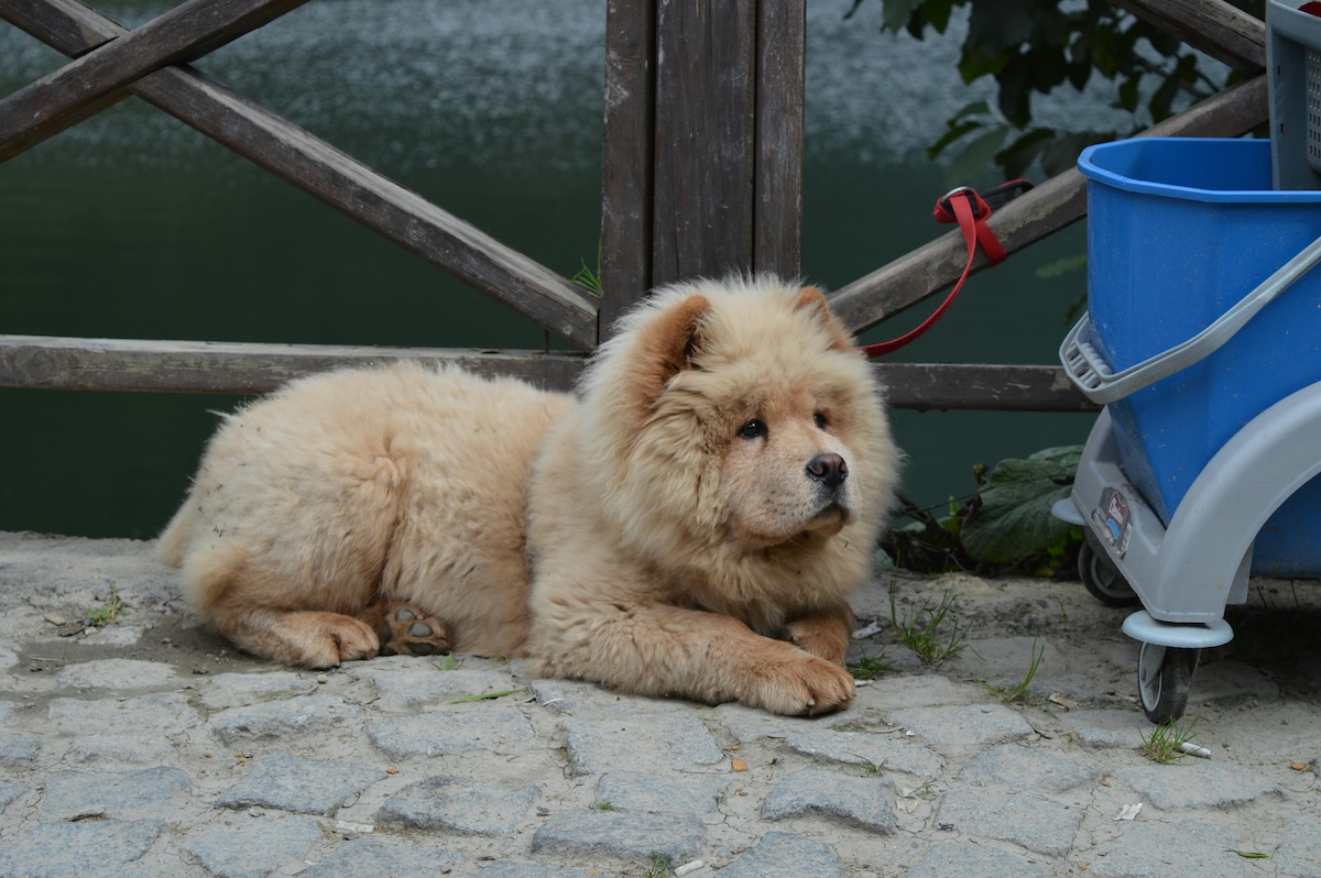 a picture of a fluffy dog chow chow tied up next to a river