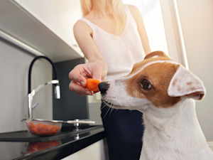 a dog being fed a carrot