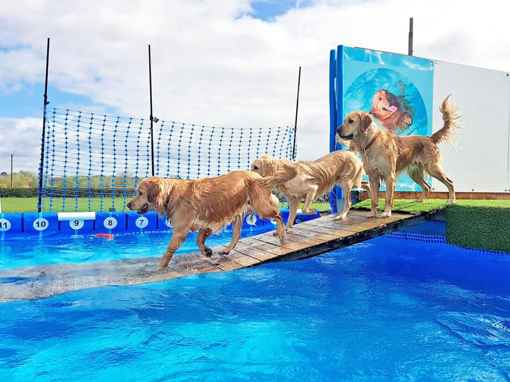 Three golden retrievers walking into a dog-friendly swimming pool