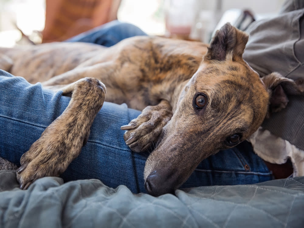 Close-up of a Merle coated Greyhound dog laying in the lap of their pet parent on the bed