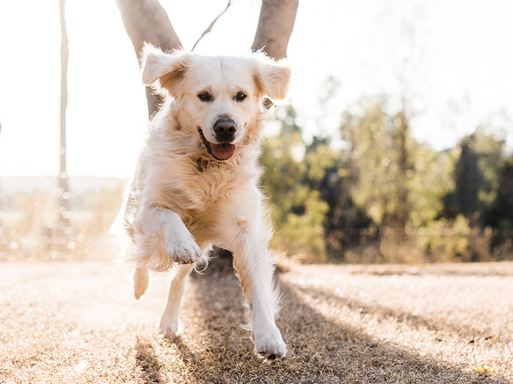 A golden retriever running in a field. 