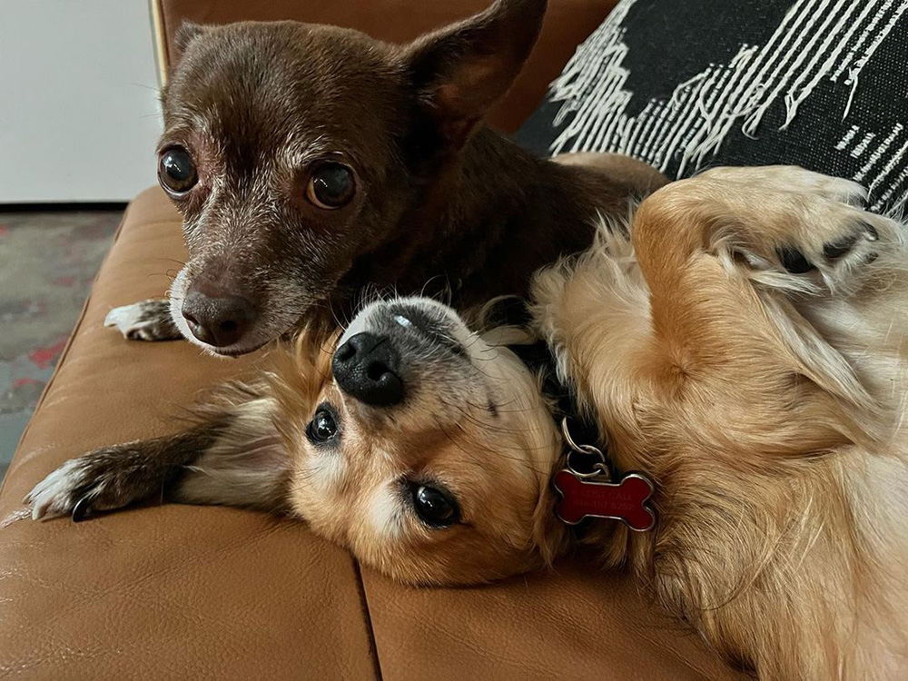 Stoney Michelli Love's pets 