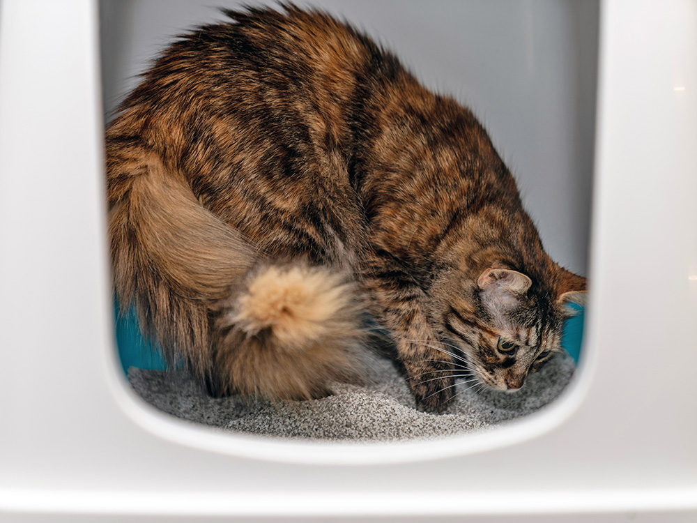 Cat digging around in its litter box.