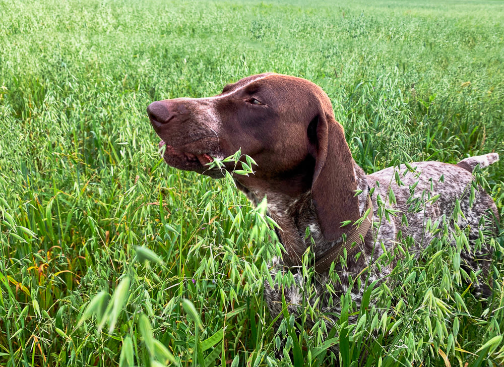 Kurzhaar's dog eats grass, oats, happy puppy playing in the meadow