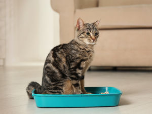 Cat sitting in a teal litter box