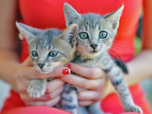 Woman holding two young kittens.