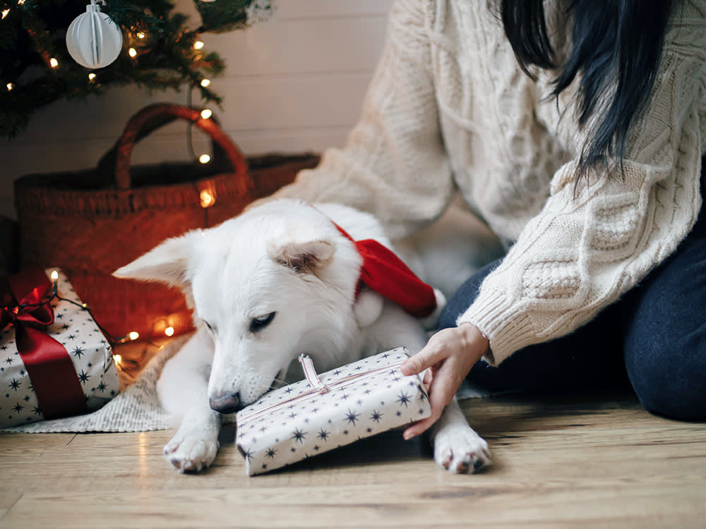 Stylish woman and adorable dog holding christmas gift under christmas tree with lights.
