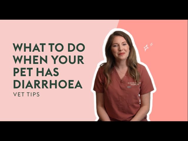 What To Do When Your Pet Has Diarrhoea | Vet Tips