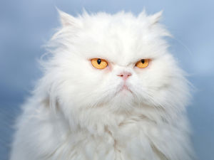 White Persian cat on a blue background