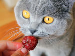 Grey cat with dilated yellow eyes eats a strawberry held by her owner