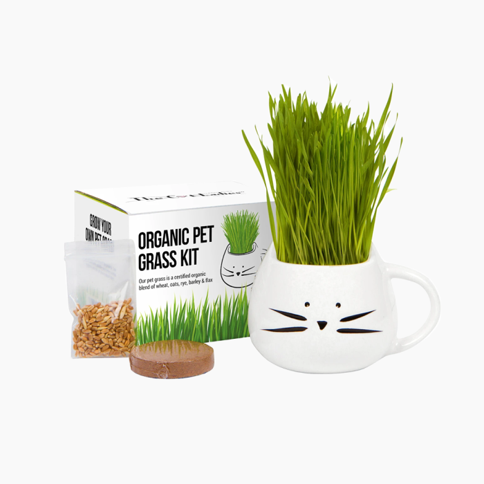 the cat grass in cat container