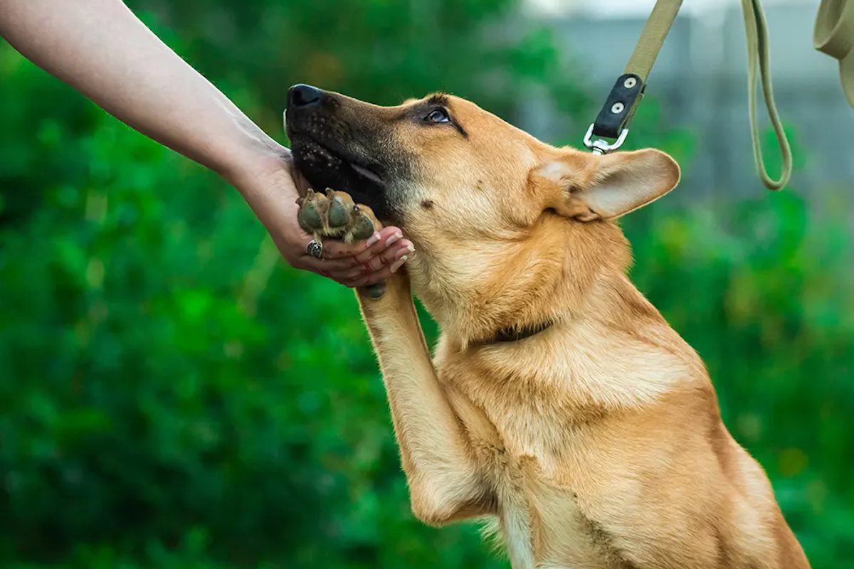 Dog looking at person