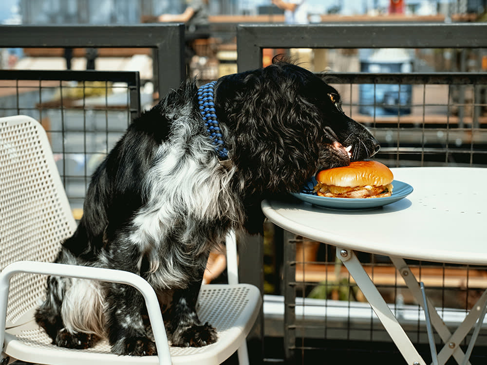 A dog sitting at a table outside on a balcony taking a bite of a burger on a plate.