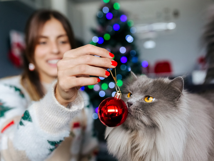 A woman in a fun Christmas sweater with bright red nails holding a shiny red Christmas tree ornament in front of her grey cat