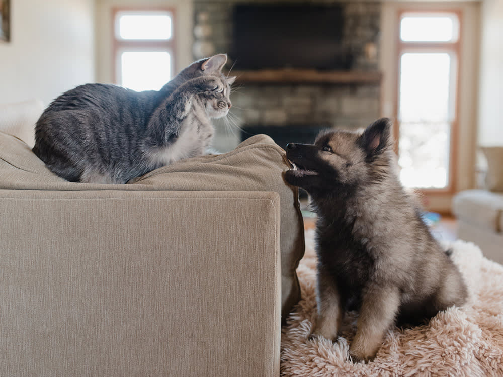 An angry kitty swatting at a barking puppy.