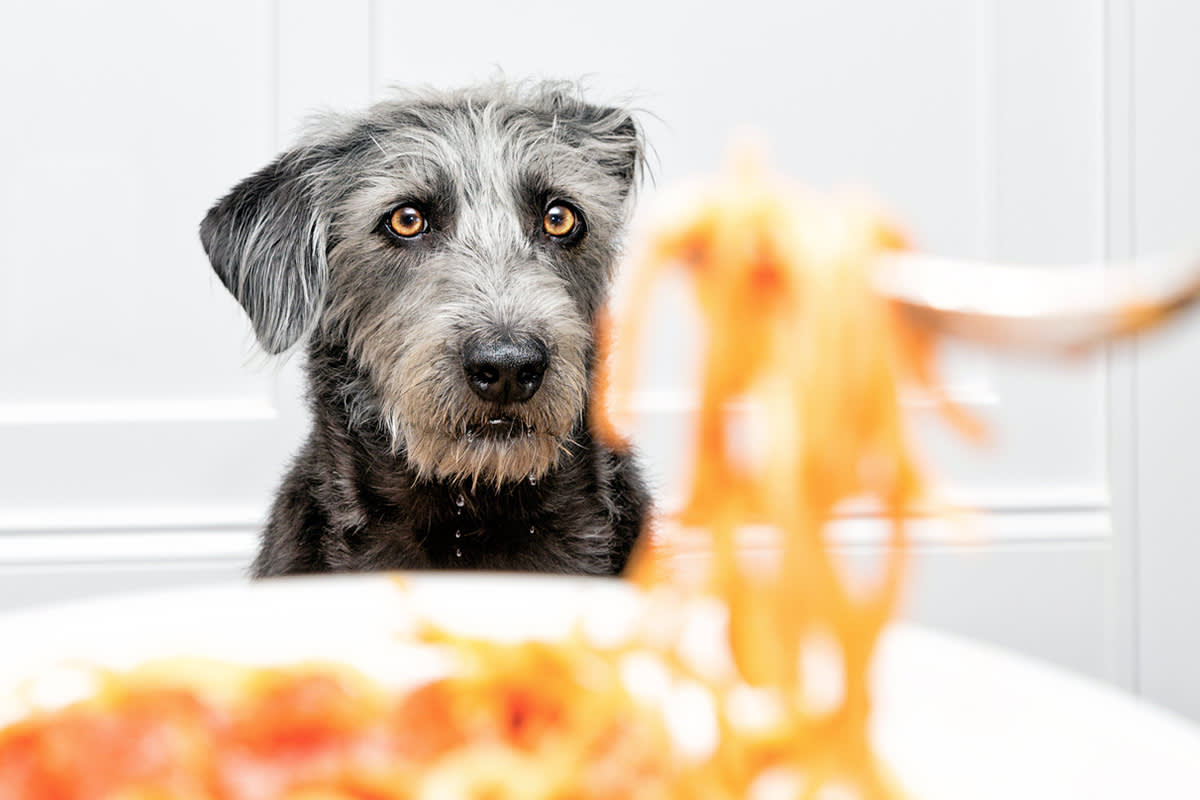 dog staring at forkful of pasta
