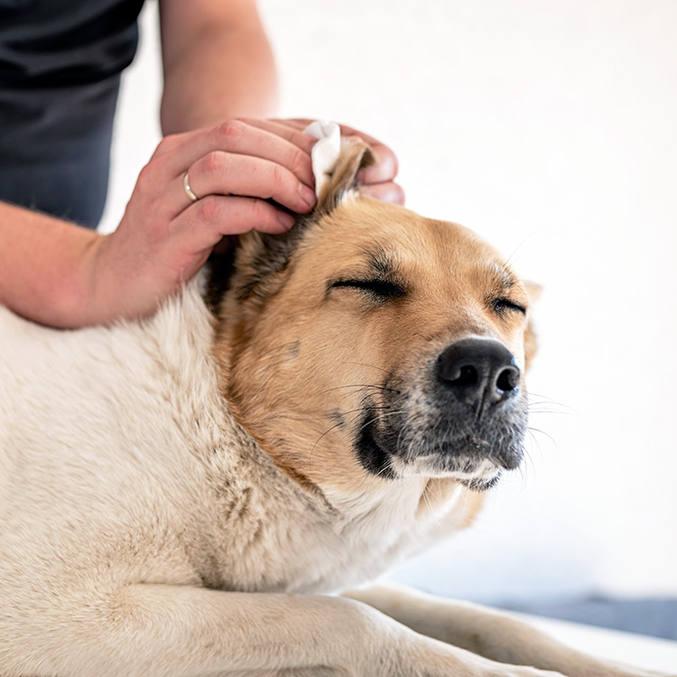 Pet parent cleaning dog's ear at home.