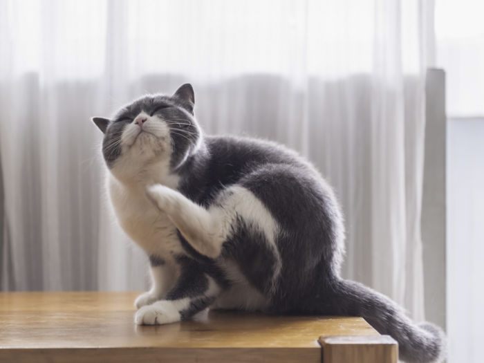A shorthair cat itching. 