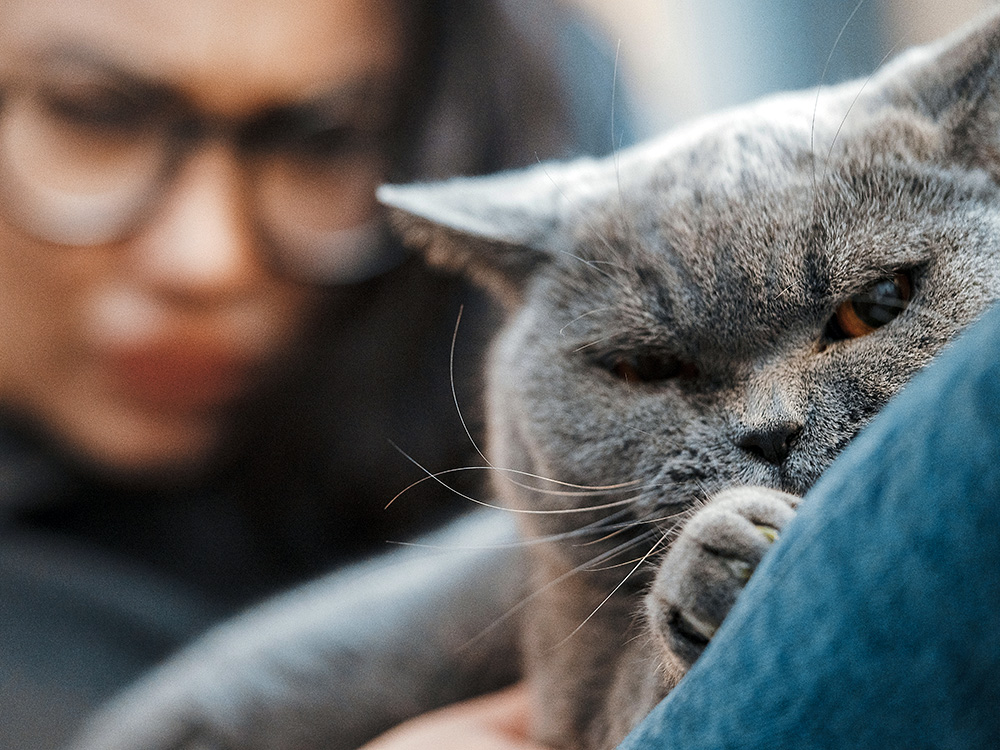 Woman staring at her cat resting on her lap.