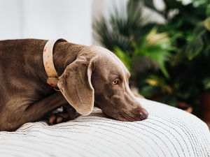 A cute brown dog laying on a cushion looking sad or tired. 