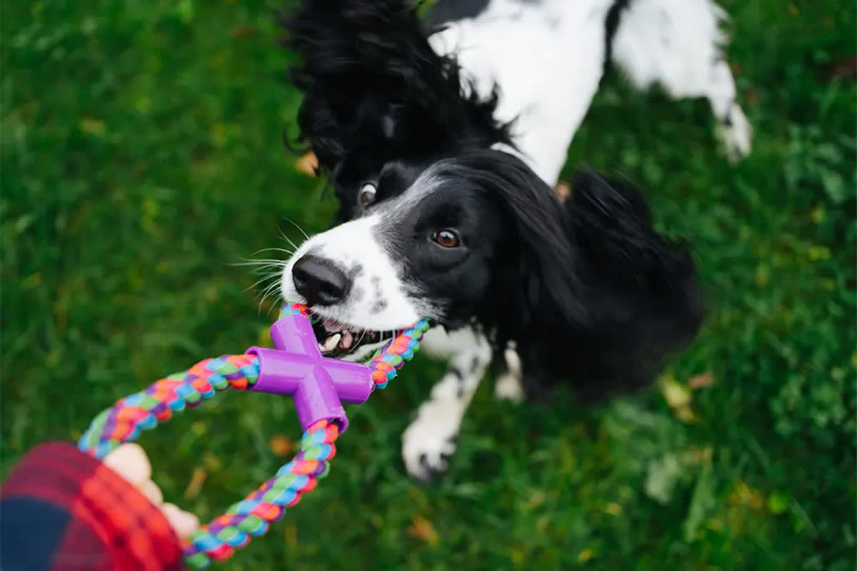 Dog playing tug