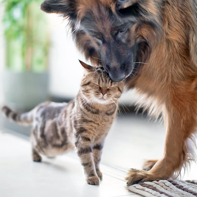 Cat and shepherd dog touching faces
