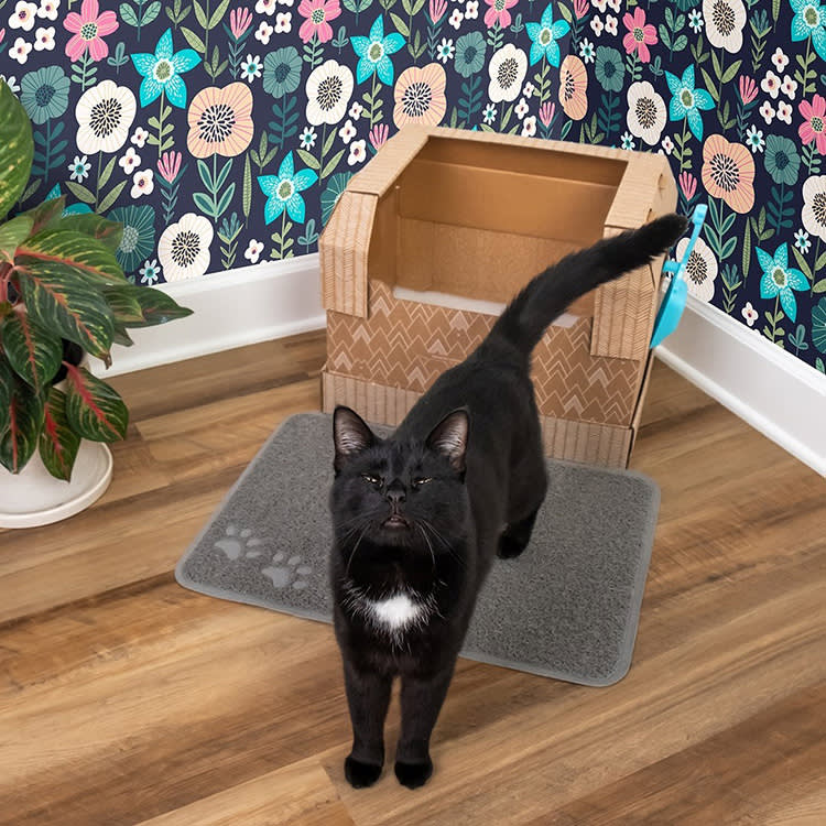 A black cat standing outside of its litter box.
