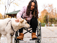 How Do You Get A Mobility Dog Your Guide To Assistance Canines