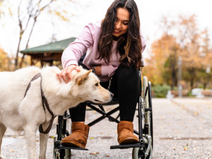 A brunette woman sitting in a wheelchair wearing a pink sweatshirt, black leggings, and brown Ugg boots petting an all white Shepherd mixed breed dog on a leash at the park outside