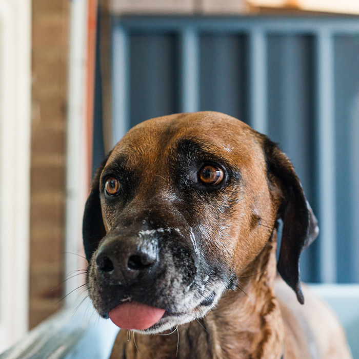 Dog pulling ears back and flicking tongue in fear