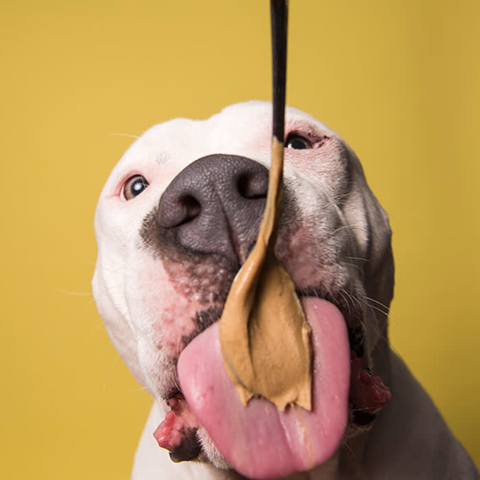 a dog eats peanut butter off a spoon in front of a yellow backdrop