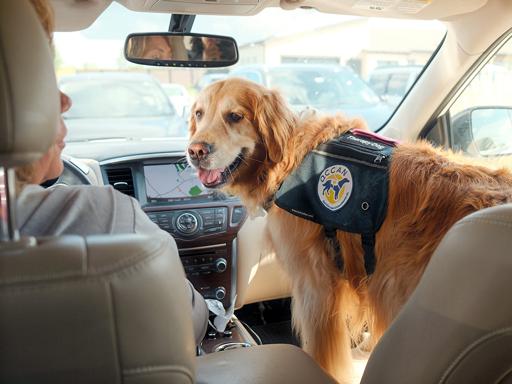 lucy the golden retriever getting ready for a day of volunteering