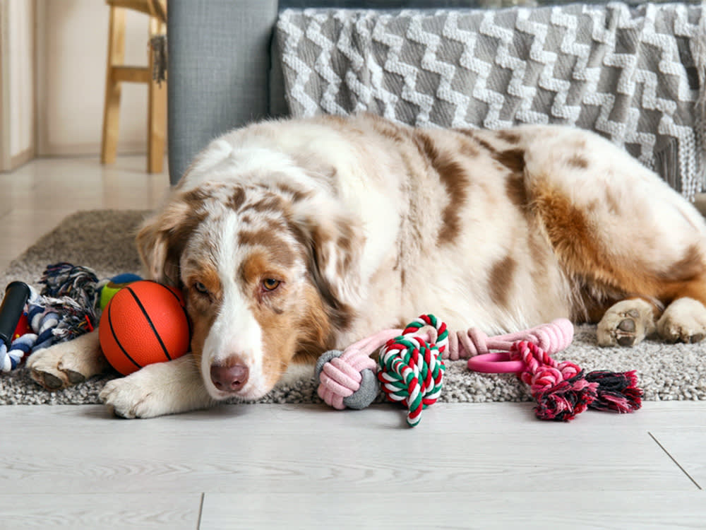 Dog laying on the floor at home surrounded by toys.