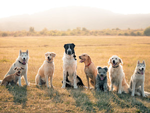 Large group of different breeds of dogs sitting in a field outside.