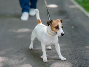 Nervous dog on a leash