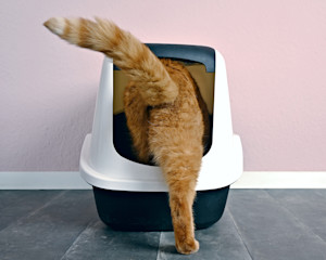 cat entering litter box