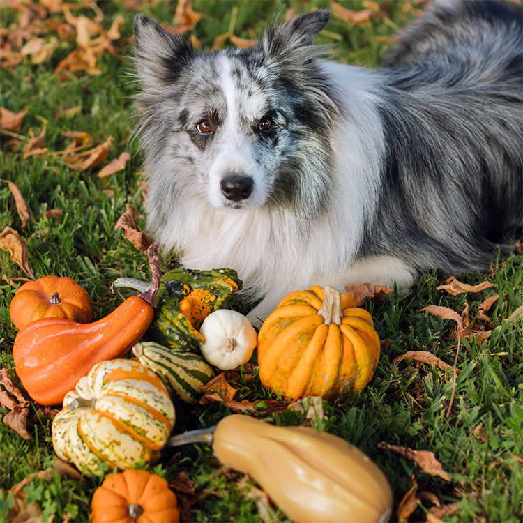 Large white and black dog surrounded by pumpkins and butternut squash in a grassy field.