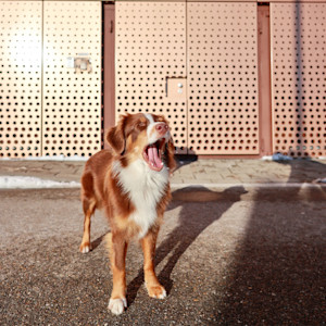 brown and white australian shepherd yawning