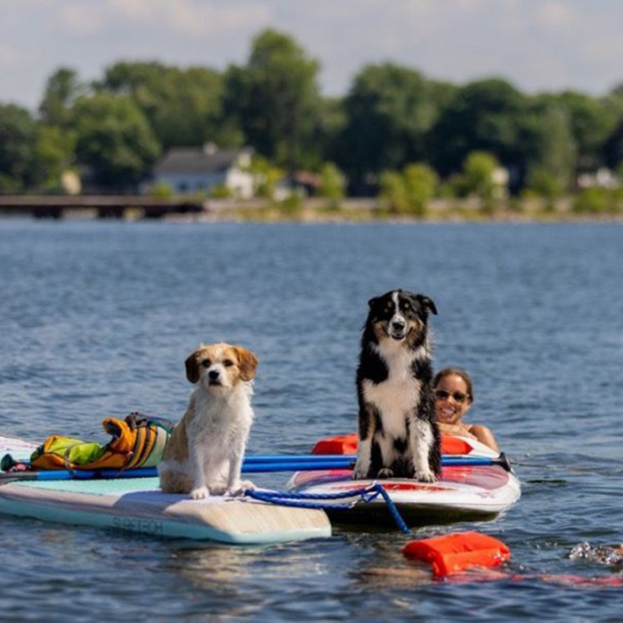 two dogs on paddle boards